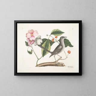 Mark Catesby - Cornus mas VIrginiana c The Dogwood Tree Turdus minor c The Mockbird.webp