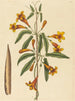 Bignonia capreolata - Mark Catesby — visning af kunstværket