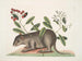Cuniculus bahamensis, le coney des Bahamas - Mark Catesby — visning af kunstværket