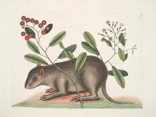Cuniculus bahamensis, le coney des Bahamas - Mark Catesby — visning af kunstværket