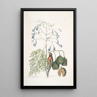 Mark Catesby - Fringilla Bahamiensis The Bahama Finch Bignonia flore coeruleo The broadleafed Guaiacum with blue flowers.webp