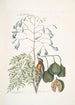 Fringilla Bahamiensis Le pinson des Bahamas Bignonia flore coeruleo Le gaïac à larges feuilles à fleurs bleues - Mark Catesby — visning af kunstværket