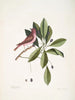 Fringilla purpurea Le Roselin pourpré Tupelo Arbor c L'arbre Tupelo - Mark Catesby — visning af kunstværket