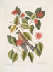Buisson af blade af horn c Garullus carolinensis Le Bavard - Mark Catesby — visning af kunstværket