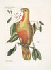 Le buisson de laurier aux feuilles pendantes et aux fruits tricotés aux graines noires brillantes Psitticus Paradisis des Bois Rouges Le Perroquet du Paradis - Mark Catesby — visning af kunstværket