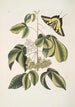 Frutex Viginianus Papilio caudatus maximus - Mark Catesby — visning af kunstværket