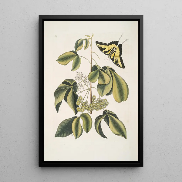 Mark Catesby - Frutex Viginianus Papilio caudatus maximus.webp