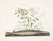 Le poisson-épée vert - Mark Catesby — visning af kunstværket