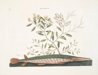 Le poisson-épée vert - Mark Catesby — visning af kunstværket