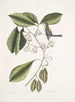 Mark Catesby — visning af kunstværket