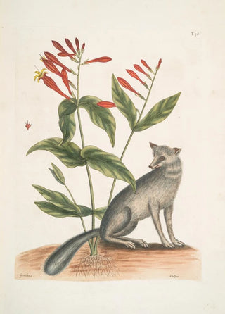 Mark Catesby - Gentiana The Indian Pink Vulpis The Grey Fox.webp