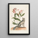 Gentiana L'œillet indien Vulpis Le renard gris - Mark Catesby — indrammet kunstværk på væggen