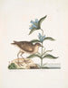 Gllinula Americana Le Soree Gentiana c - Mark Catesby — visning af kunstværket