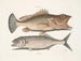 Gugupuguacu le hindou Saliatrix Skipjack - Mark Catesby — visning af kunstværket