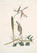 Helleborine Lily folio L'hellébore à feuilles de lys Parus Uropygeo luteo La mésange à croupion jaune Apocynum Scandens L'asclépiade - Mark Catesby — visning af kunstværket