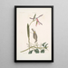 Helleborine Lily folio L'hellébore à feuilles de lys Parus Uropygeo luteo La mésange à croupion jaune Apocynum Scandens L'asclépiade - Mark Catesby — indrammet kunstværk på væggen