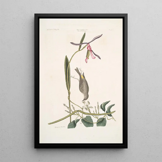 Mark Catesby - Helleborine Lily folio The Lillyleafs Hellebore Parus Uropygeo luteo The Yellowrump Apocynum Scandens Dogsbane.webp