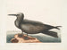 Hirondelle de mer, le Noddy - Mark Catesby — visning af kunstværket
