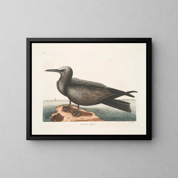 Hirondelle de mer, le Noddy - Mark Catesby — indrammet kunstværk på væggen