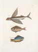 Hirundo Le poisson volant Perca c Le poisson gouvernail Perca fluviatilis c La perche d'eau douce - Mark Catesby — visning af kunstværket
