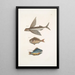 Hirundo Le poisson volant Perca c Le poisson gouvernail Perca fluviatilis c La perche d'eau douce - Mark Catesby — indrammet kunstværk på væggen