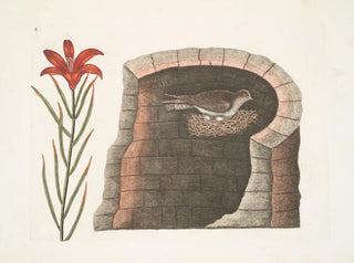 Mark Catesby - Hirundo cauda aculeata Americana The American Swallow Lilium angustifolium flore rubro singulari.webp