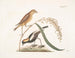 Le Moineau du riz - Mark Catesby — visning af kunstværket