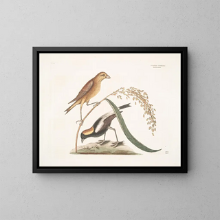 Mark Catesby - Hortulanus Caroliniensis The Ricebird Oriza Rice.webp