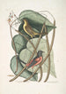 Icterus minor L'oiseau bâtard de Baltimore Bignonia Urusu foliis c L'arbre catalpa - Mark Catesby — visning af kunstværket