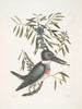 Ispida c Le Martin-pêcheur Myrtus c Le myrte à feuilles étroites - Mark Catesby — visning af kunstværket