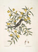 Jasminum luteum Den gule jasmin Muscicapa nigrescens Den sorte hoved gøg - Mark Catesby — visning af kunstværket
