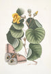 Ketmia Maleri L'arbre Mano Phalna fusca c - Mark Catesby — visning af kunstværket