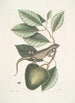 Lacertus Indicus L'iguane Anona - Mark Catesby — visning af kunstværket