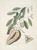Mark Catesby | Maleri Le lézard à queue bleue Anona c — visning af kunstværket