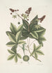 Lacertus viridis Carolinensis Le lézard vert de Caroline Stirax Aceris folio Le copalme - Mark Catesby — visning af kunstværket