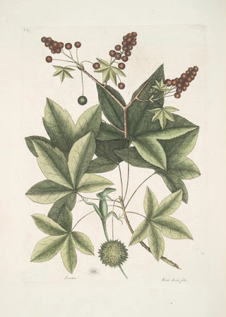 Mark Catesby - Lacertus viridis Carolinensis The GreenLizard of Carolina Stirax Aceris folio The Sweet GumTree.webp