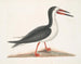 Larus major, den store alk, - Mark Catesby — visning af kunstværket