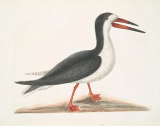 Mark Catesby - Larus Major The Cut Water.webp