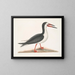 Larus major, den store alk, - Mark Catesby — indrammet kunstværk på væggen