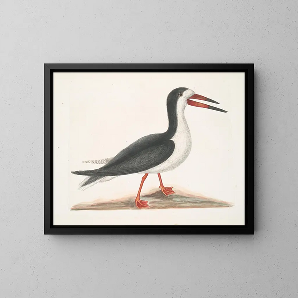 Larus major, den store alk, - Mark Catesby — indrammet kunstværk på væggen