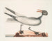 Le goéland rieur - Mark Catesby — visning af kunstværket