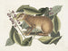 Le lièvre de Java - Mark Catesby — visning af kunstværket