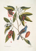 Magnolia Lauri folio Subtus albicante Den søde laurbær med blomster Coccothraustes coeruleus Den store blå spætmejse - Mark Catesby — visning af kunstværket