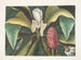 Magnolia-maleri, paraplytræet - Mark Catesby — visning af kunstværket