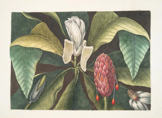 Mark Catesby - Magnolia The Umbrella Tree.webp
