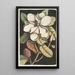 Magnolia altissima Le laurier de Caroline - Mark Catesby — visning af kunstværket