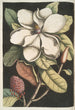 Magnolia altissima Le laurier de Caroline - Mark Catesby — indrammet kunstværk på væggen