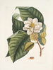 Magnolia ville være hvidt c Ant villosa rød La Fourmi de Velours - Mark Catesby — visning af kunstværket