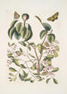 Mancanilla Pyri facie Le mancenillier Viscum foliis latioribus Papilio medius c - Mark Catesby — visning af kunstværket