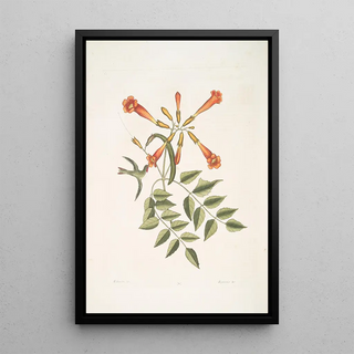 Mark Catesby - Mellivora c The Hummingbird Bignonia c The TrumpetFlower.webp